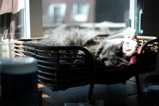 Sam napping in a basket in the afternoon sun