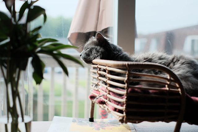 Sam sitting in a basket by the window