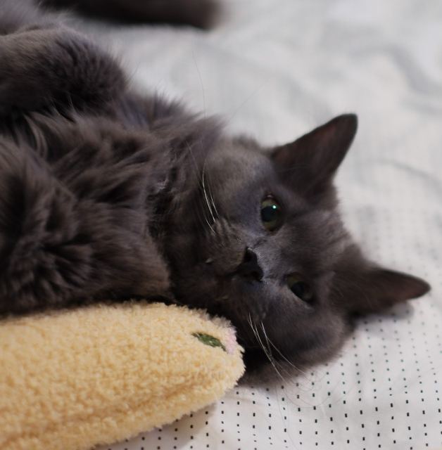 Sam, a Nebelung cat, resting his head on a toy