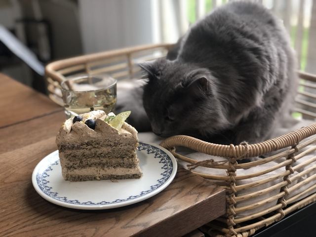 A slice of black tea cake, with Sam watching from a basket