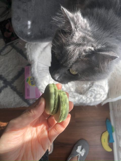 Sam sniffing a tray of freshly baked macarons