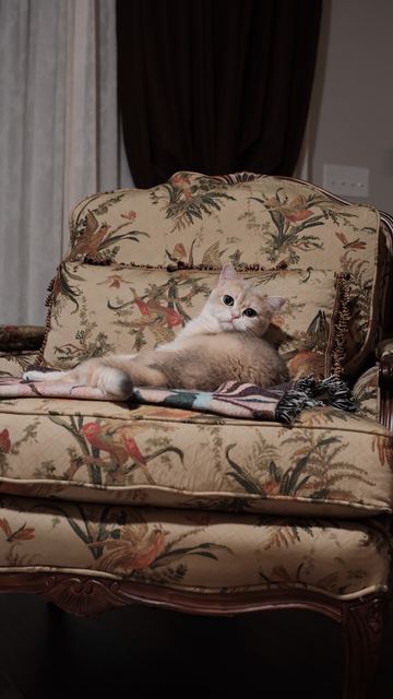 Rashba lounging on a floral armchair, looking at the camera