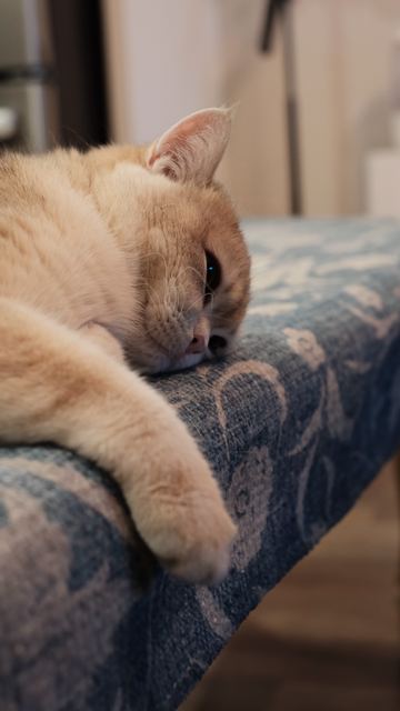 Rashba lying on the bench with one paw hanging over the edge