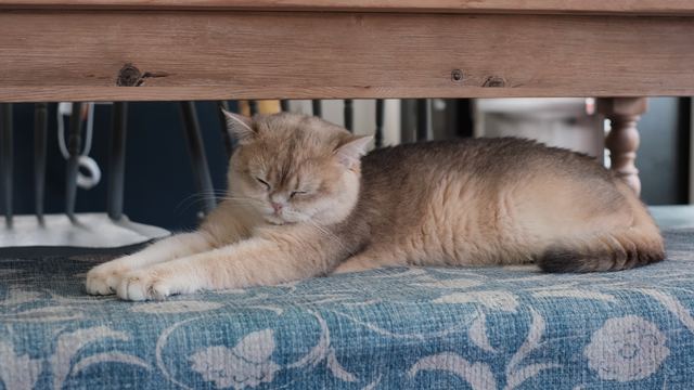 Rashba dozing on a blue bench under the table