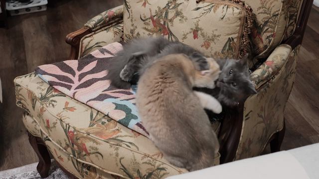 Sam and Rashba playing together on a floral armchair