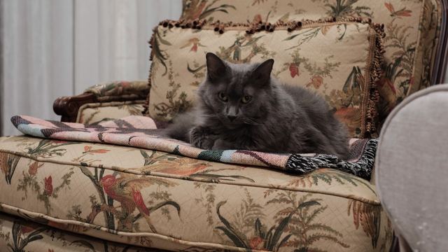 Sam sitting on a blanket on the floral armchair