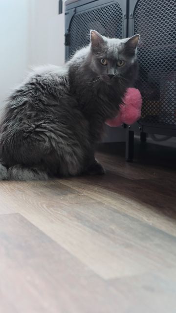 Sam sitting on the floor with a pink pom-pom